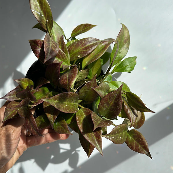 Hoya Sunrise 6β pot