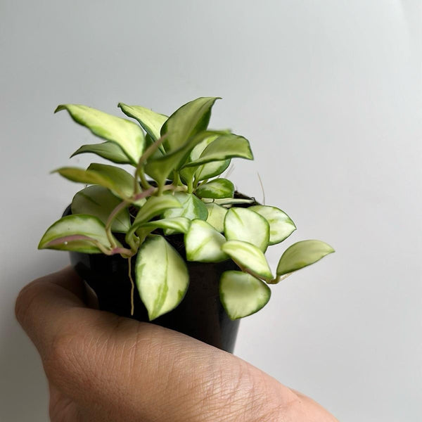 Variegated Hoya Heuschkeliana 4” pot
