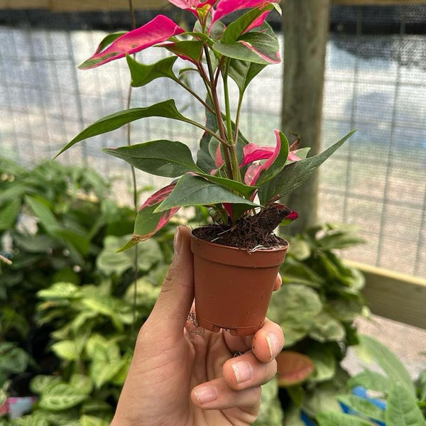 Alternanthera 'Party Time'