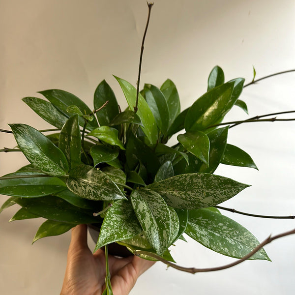 Hoya Publicalyx 6β pot