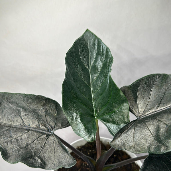 Alocasia Antoro Velvet 6" pot