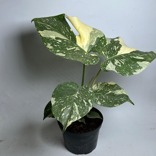 Monstera Thai Constellation