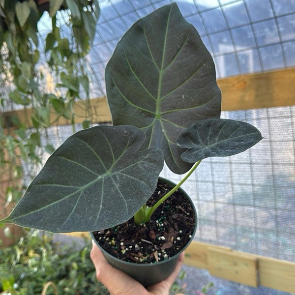 Alocasia Regal Shields Sumo