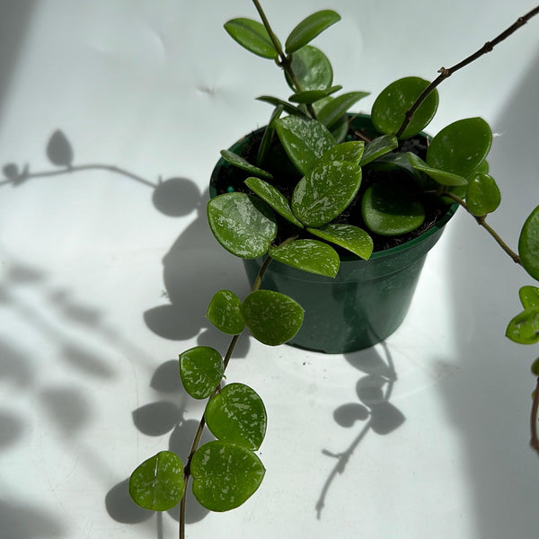 Hoya Mathilde 'Splash' 4β pot