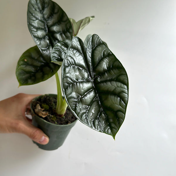Alocasia Silver Dragon