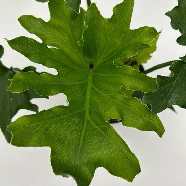 Philodendron 'Lickety Split'