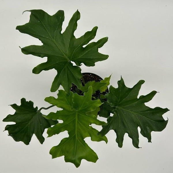 Philodendron 'Lickety Split'