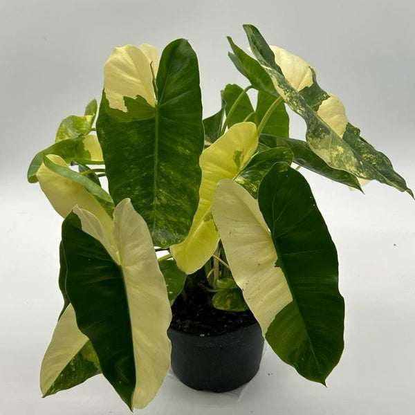 Variegated Philodendron Burle Marx