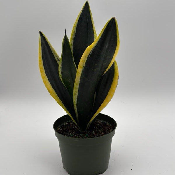 Sansevieria Black Flame 6"