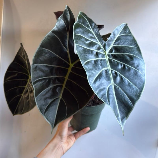 Alocasia Longiloba 'Dragon's Tooth'