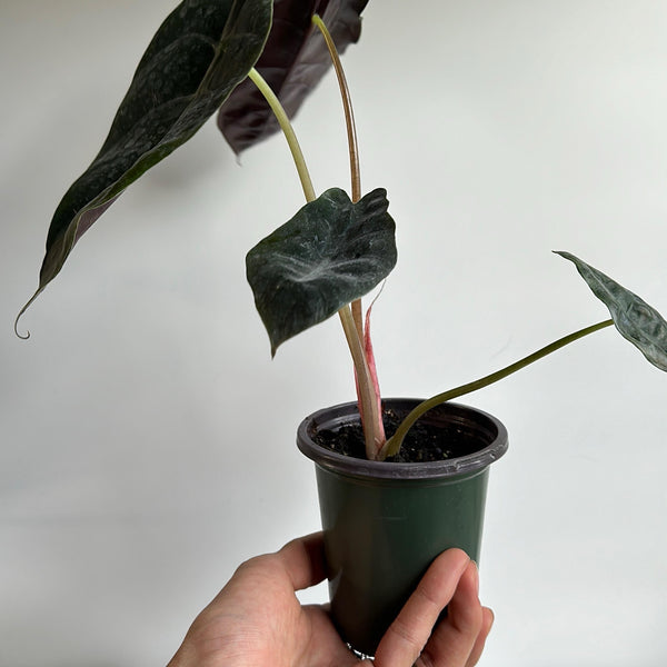 Alocasia x Chantrieri