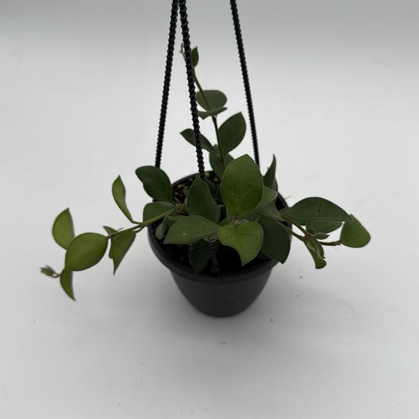 Hoya Nummularioides Hanging Basket