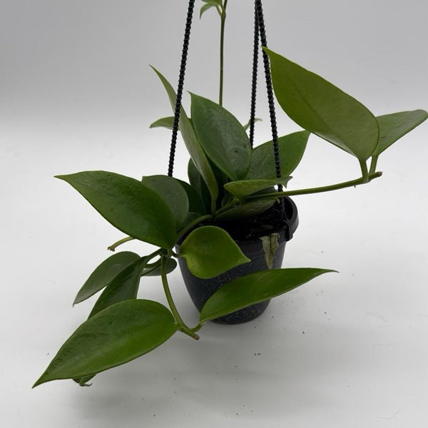 Hoya Benitotanii Hanging Basket