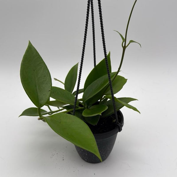 Hoya Benitotanii Hanging Basket
