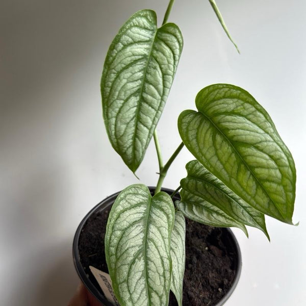 Monstera Siltepecana 'El Salvador'