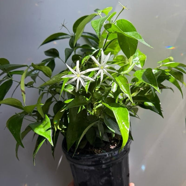 Angel Wing Star Jasmine