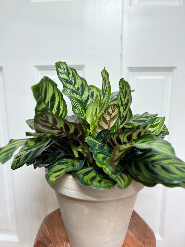 Calathea Makoyana