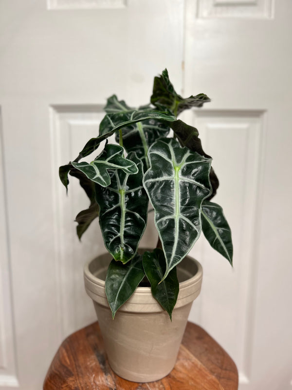 Alocasia Polly
