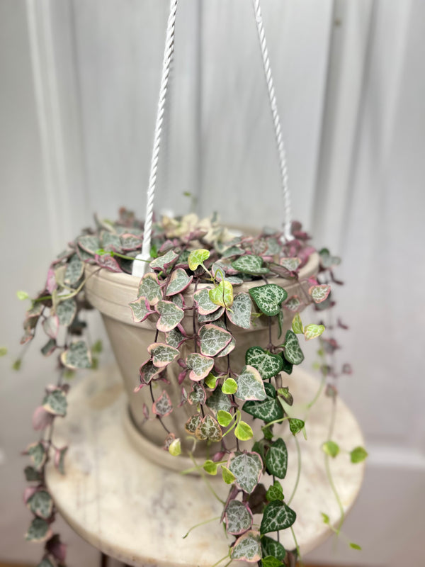 Variegated String of Hearts