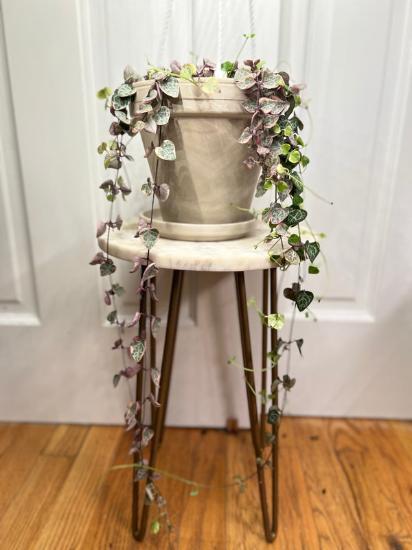 Variegated String of Hearts