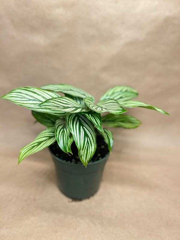 Calathea Vittata