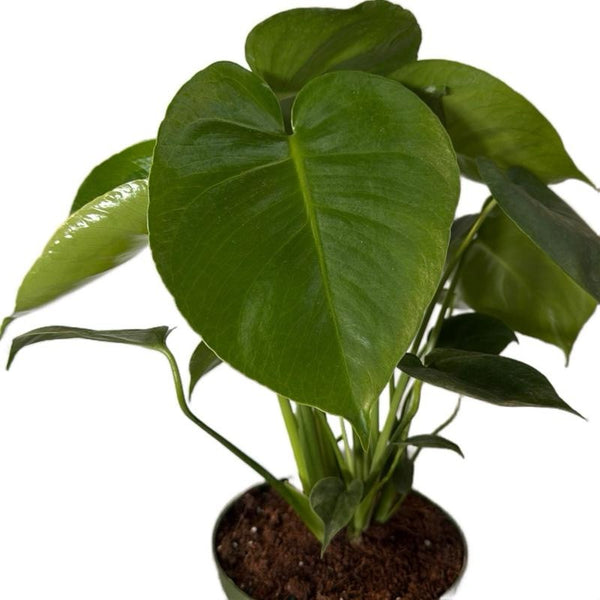 Monstera Deliciosa