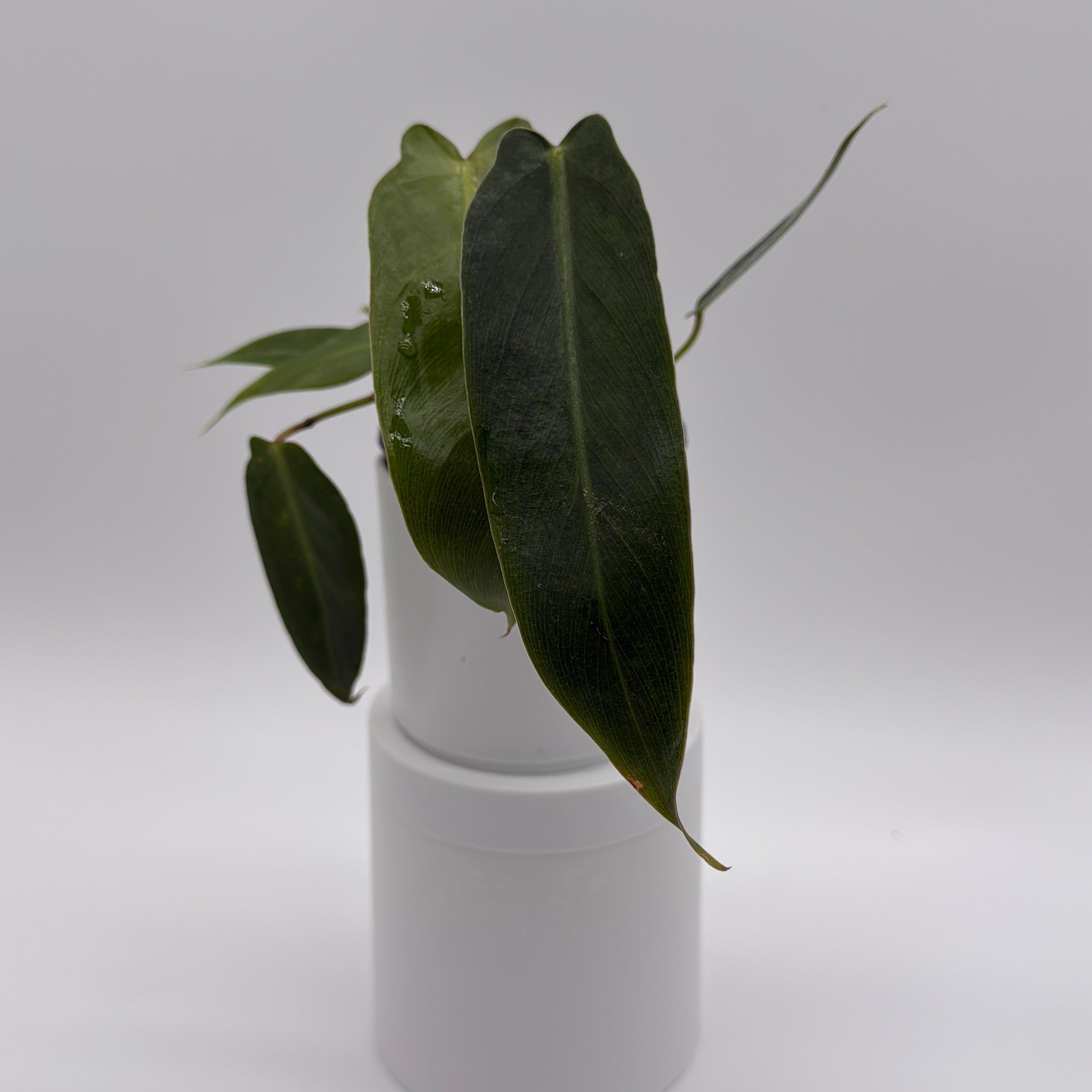 philodendron sronco Philodendron Spiritus Sancti the Holy Grail
