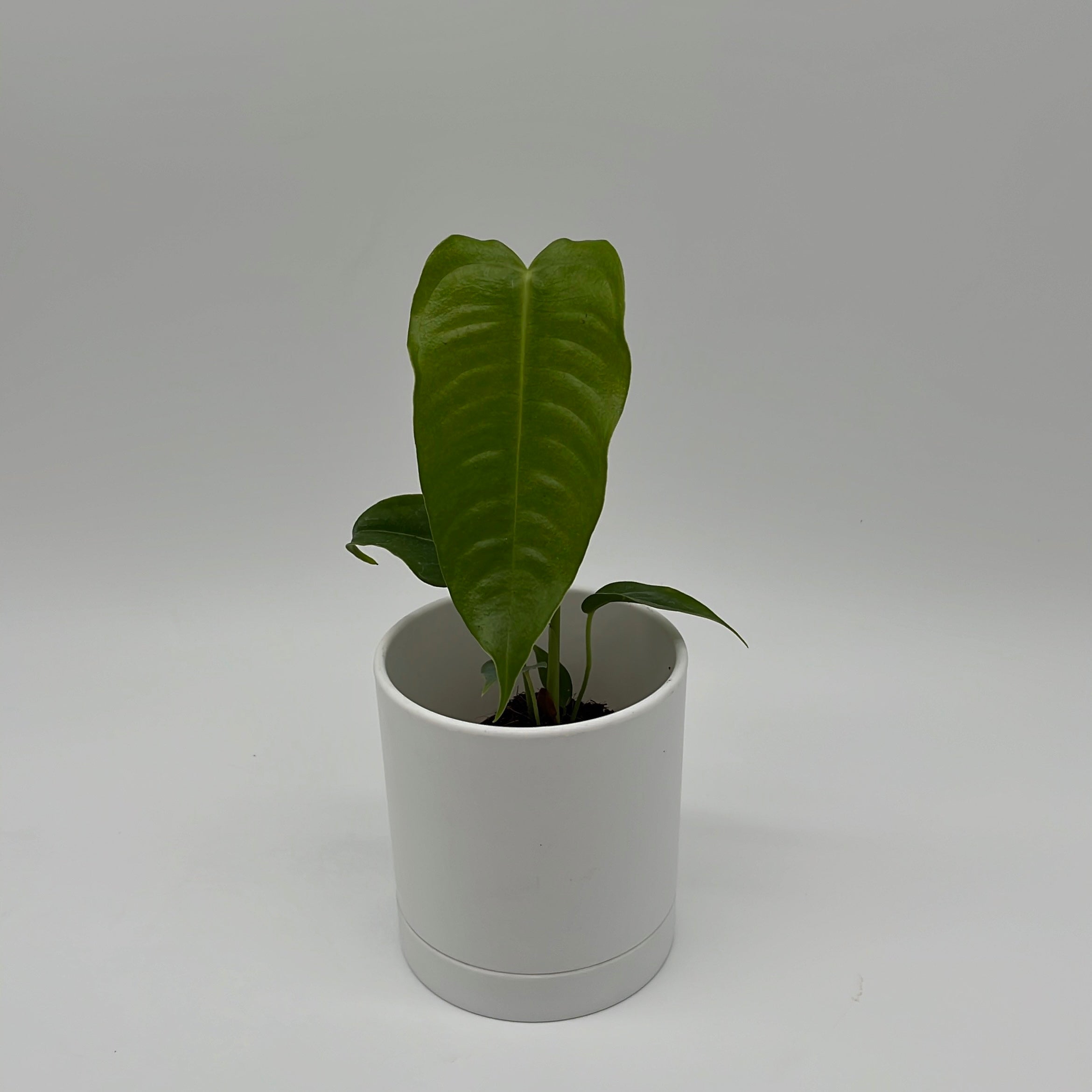 veitchii king anthurium Runo Plants | Rare & Collectors’ Plants
