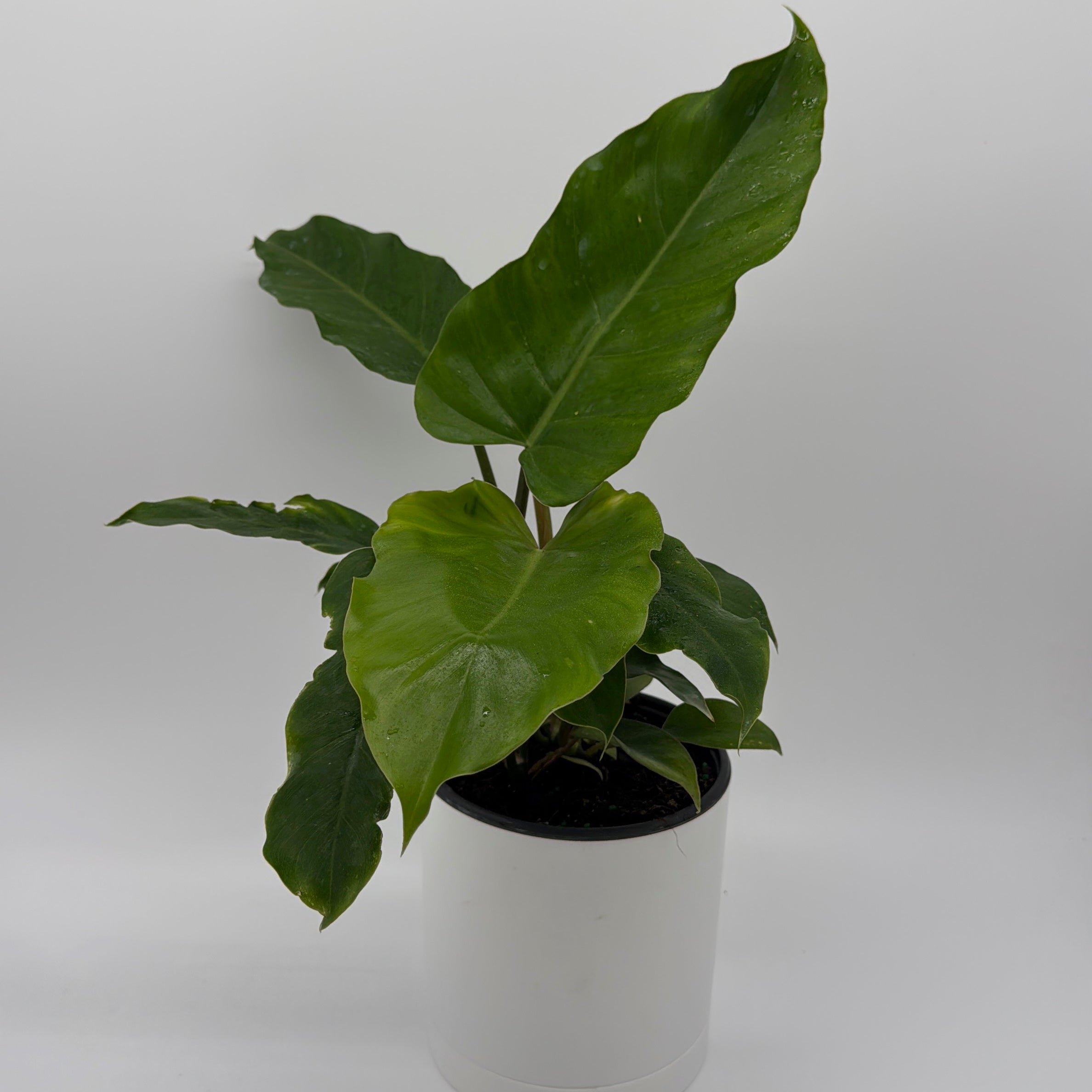 jungle fever philodendron Runo Plants | Indoor Plants