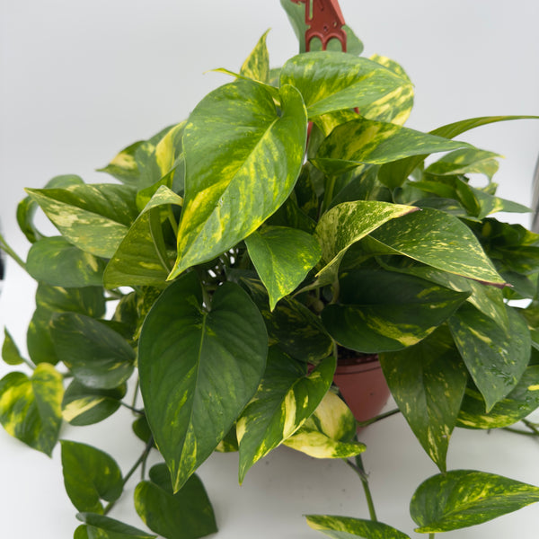 Hawaiian Pothos Hanging Basket