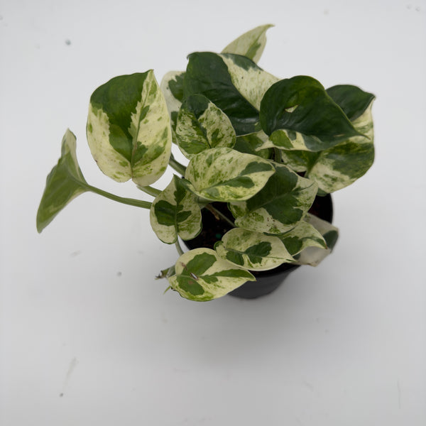 Pothos Pearls and Jade