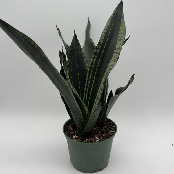 Sansevieria 'Whitney'