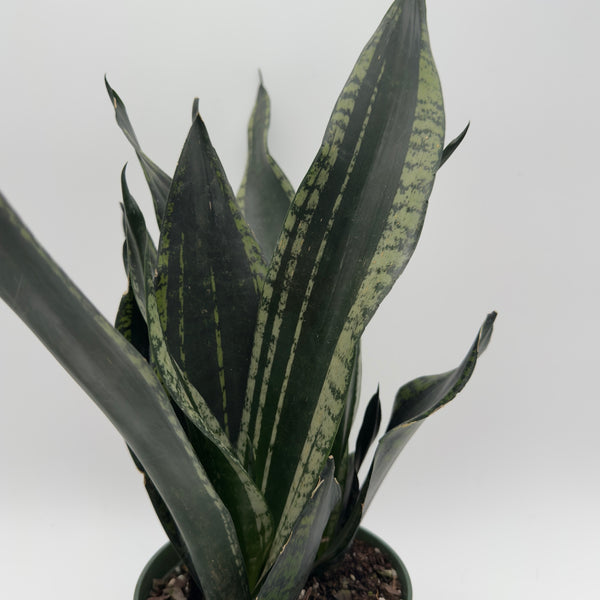 Sansevieria 'Whitney'