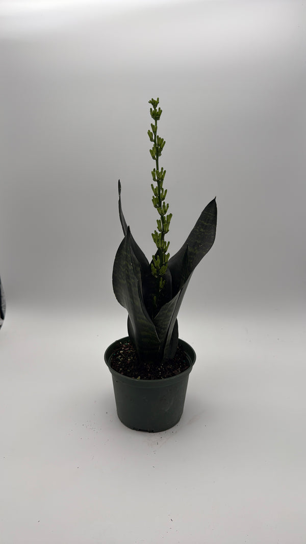 Sansevieria Robusta
