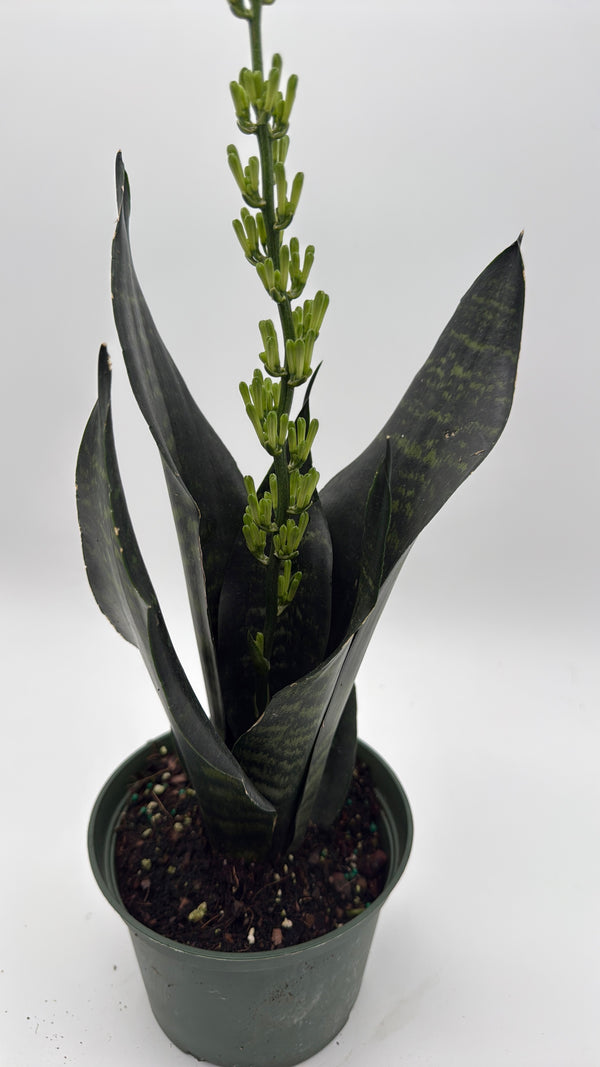 Sansevieria Robusta