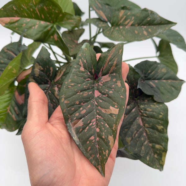 Syngonium Thai Pink Splash