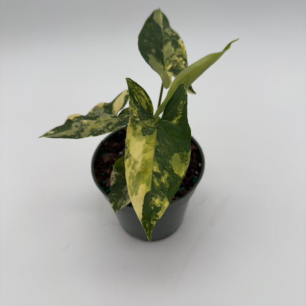 Variegated Syngonium Podophyllum Aurea