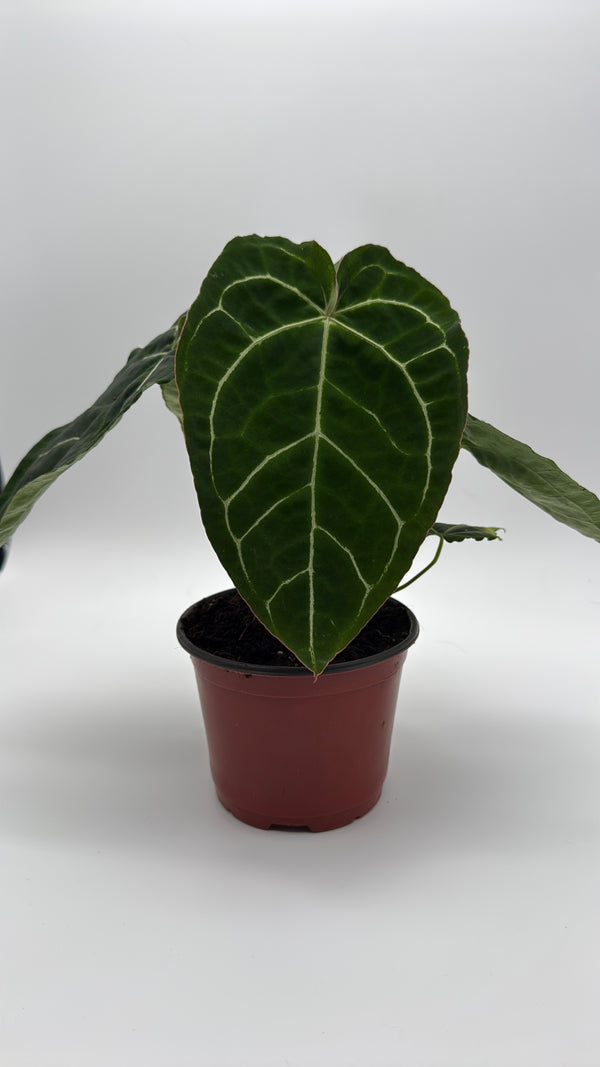 Anthurium Crystallinum