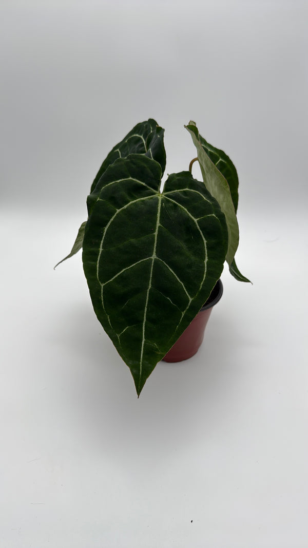 Anthurium Crystallinum