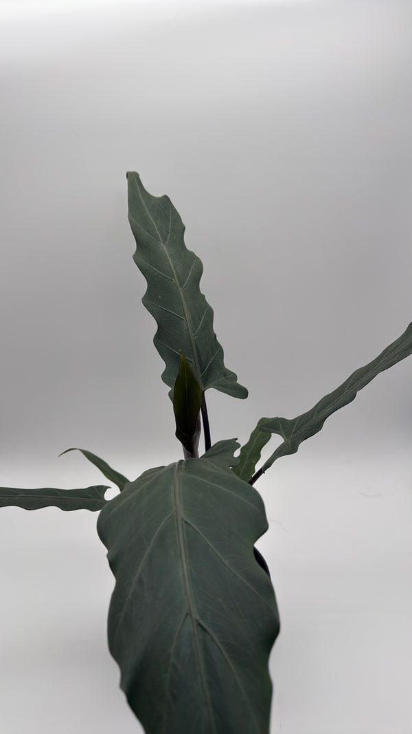 Alocasia Purple Sword