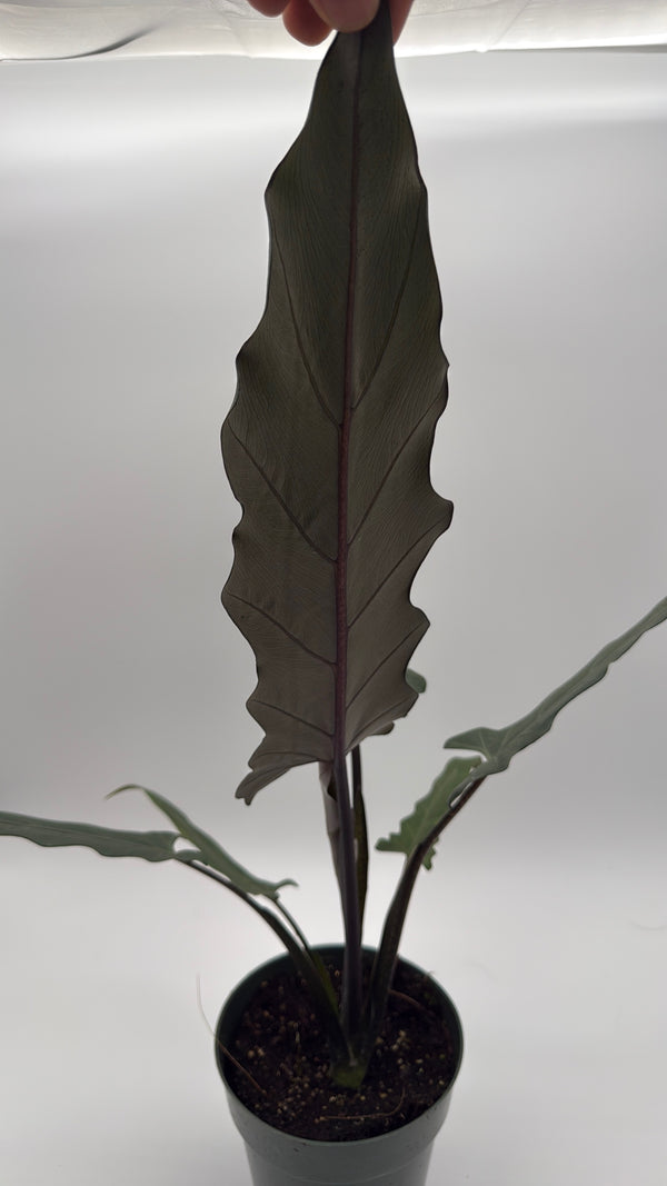 Alocasia Purple Sword