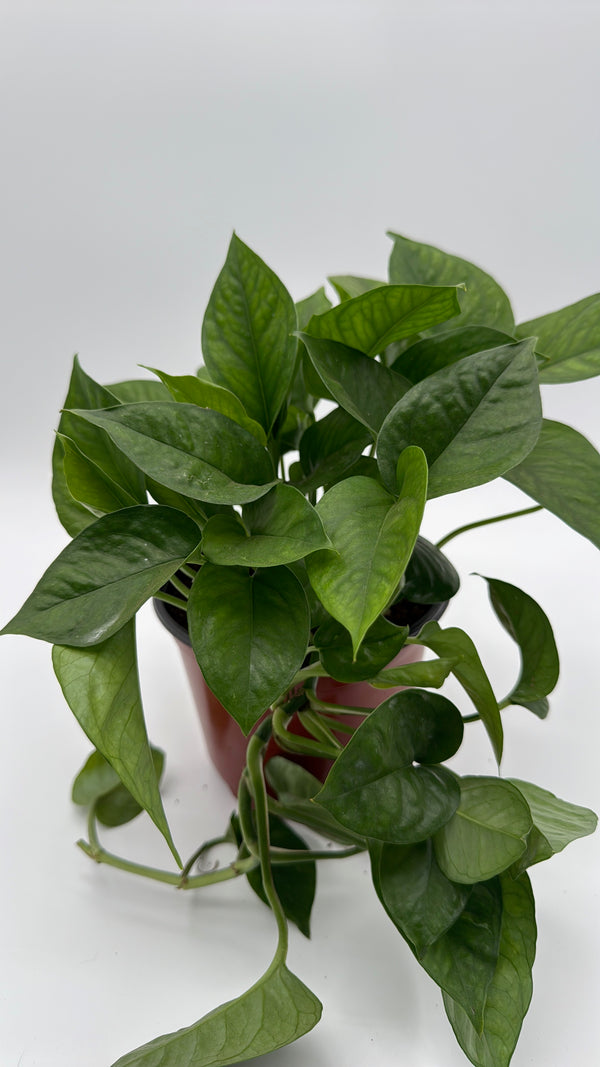 Pothos Global Green
