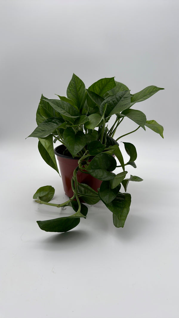 Pothos Global Green