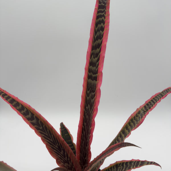 Cryptanthus Pink Earth Star