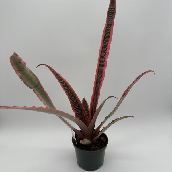Cryptanthus Pink Earth Star