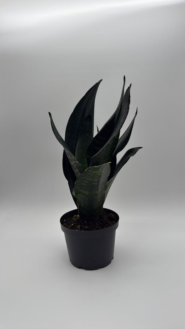 Sanseviera 'Black Dragon'