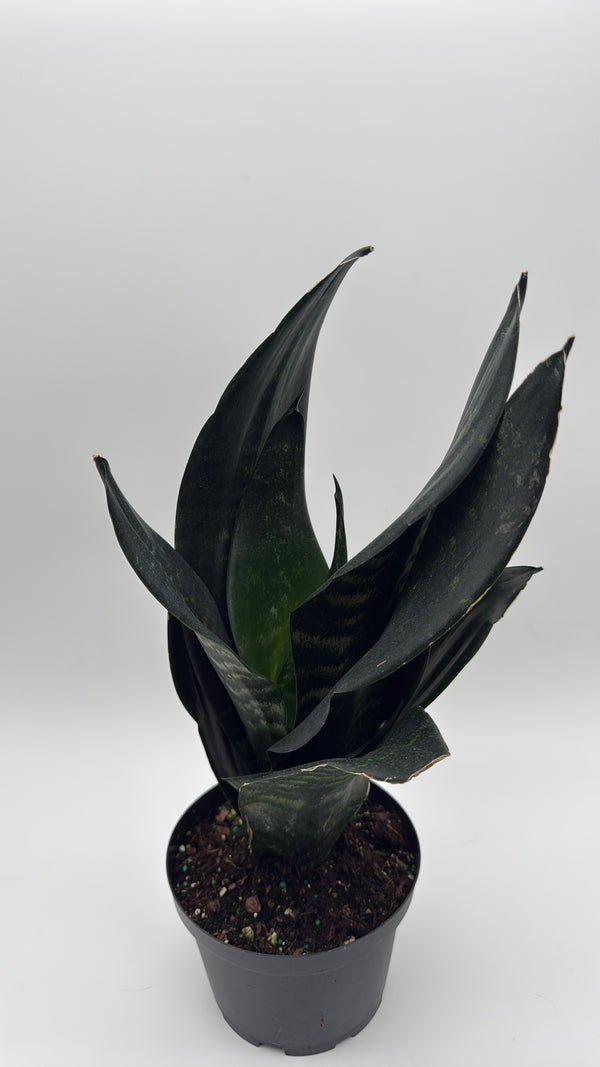 Sanseviera 'Black Dragon'