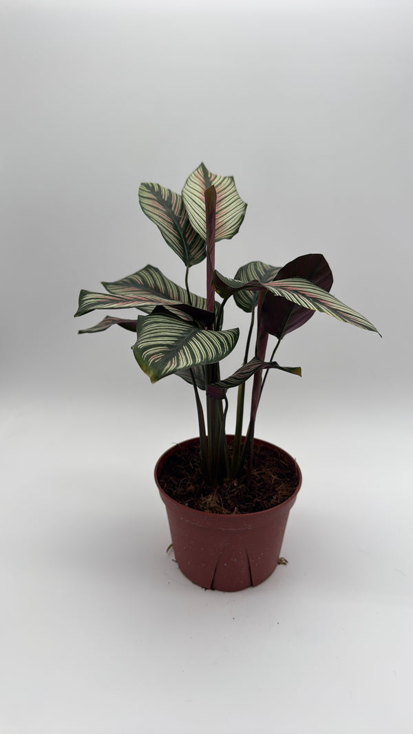 Calathea White Star