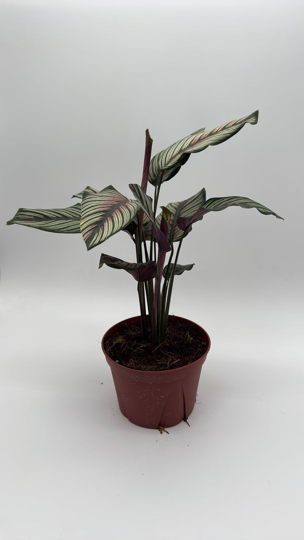 Calathea White Star