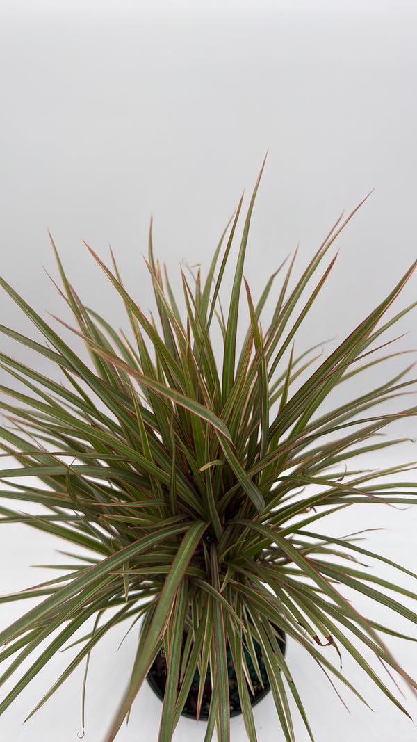 Bicolor Dracaena Marginata
